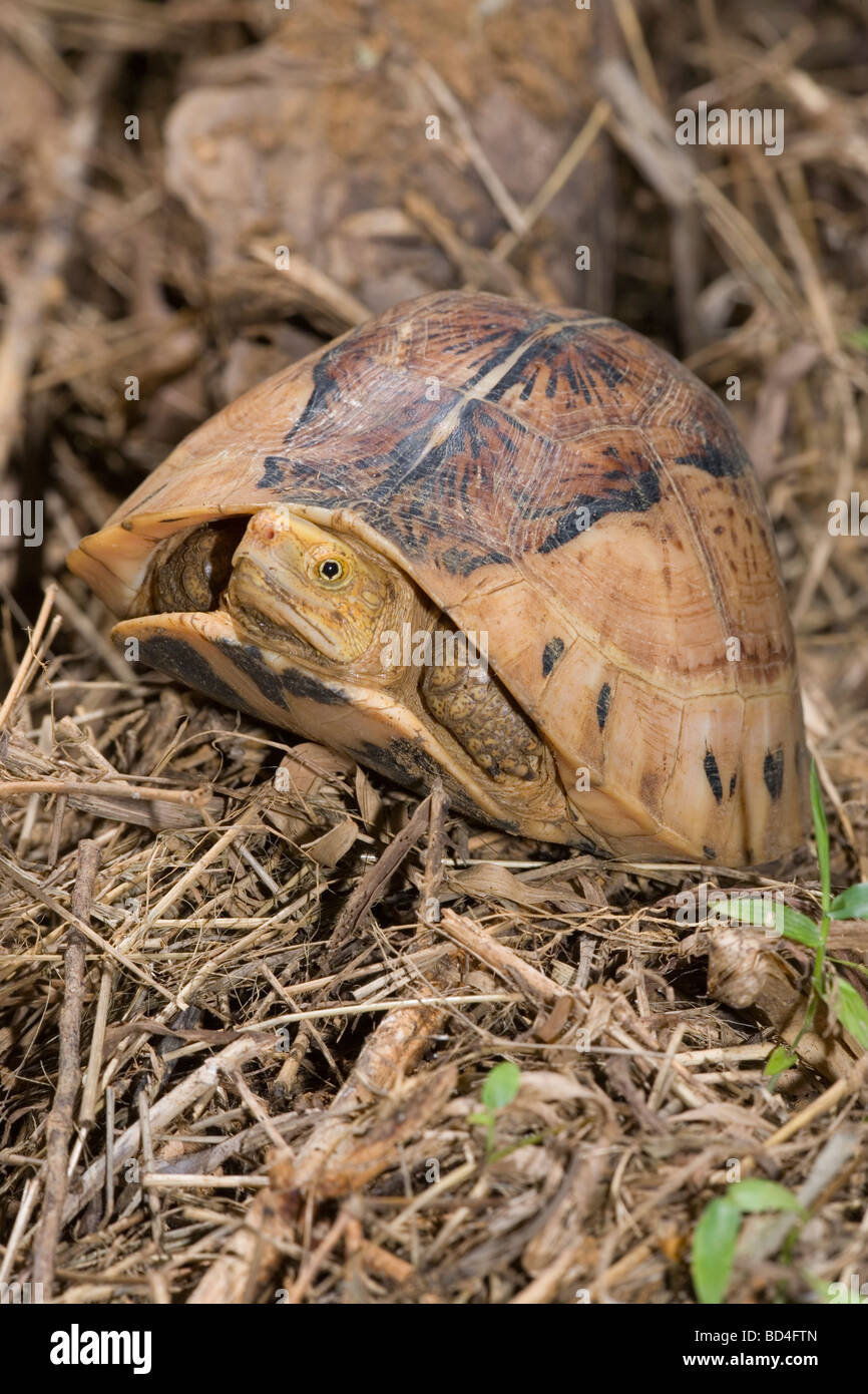 Flowerback Box Turtle (Cuora galbinifrons). Head and a forelimb emerging from between upper and lowered shell, plastron, opening. Stock Photo