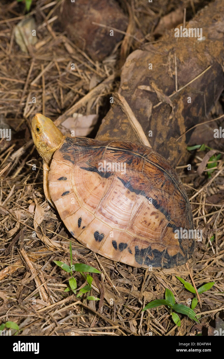 Flowerback or Indochinese Box Turtle Cuora galbinifrons. High altitude woodland. Vietnam Critically Endangered species. Head emerging from the front of the shell. Stock Photo