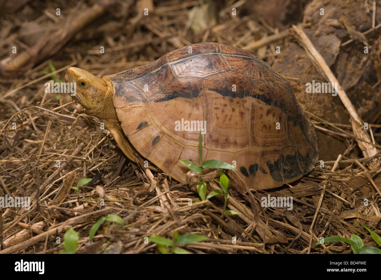 Indochinese Flowerback Box Turtle (Cuora galbinifrons). Head emerging from between upper and lowered shell, or plastron, opening. Stock Photo
