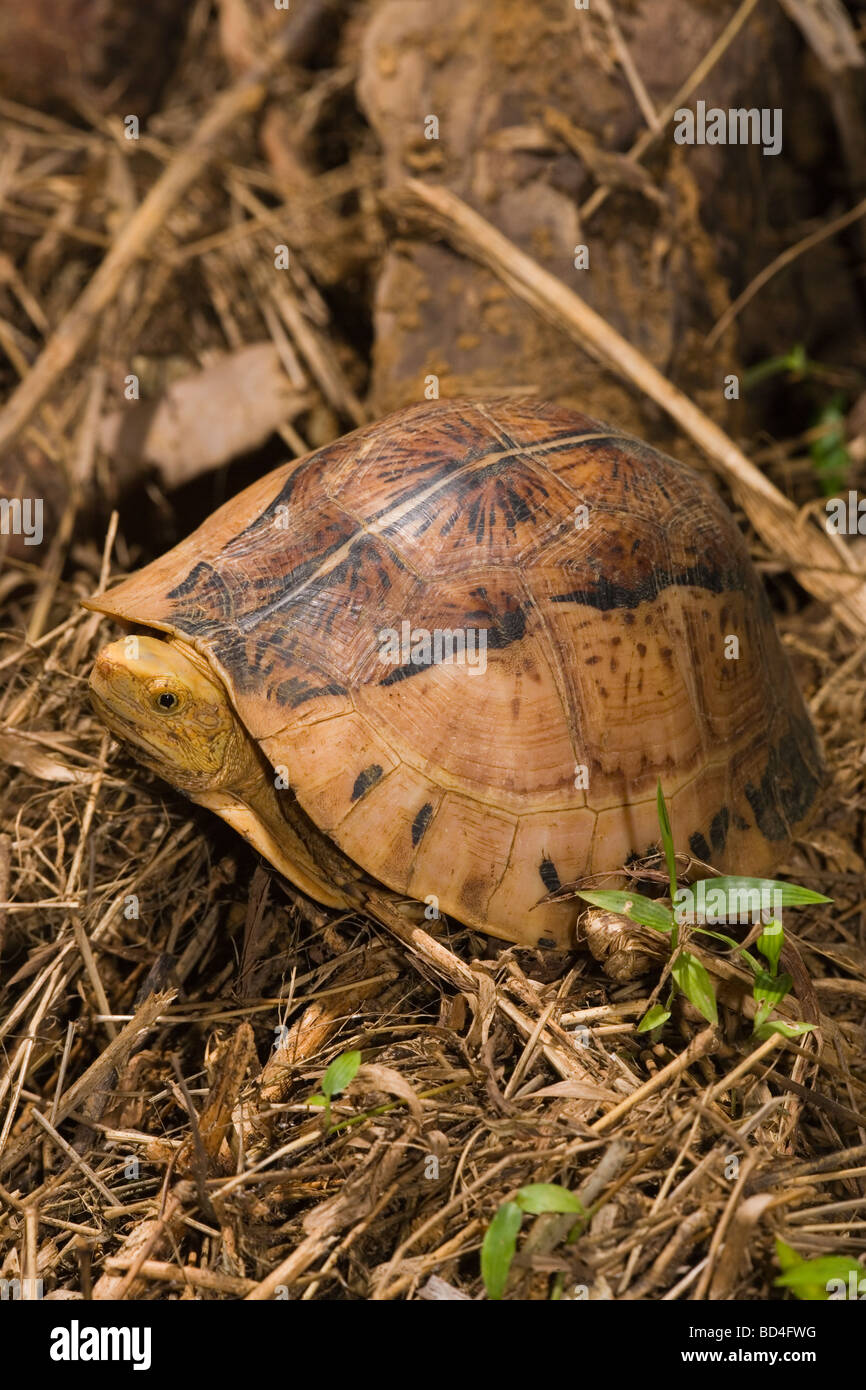 Flowerback Box Turtle (Cuora galbinifrons). Head and a forelimb emerging from between upper and lowered shell, plastron, opening. Stock Photo