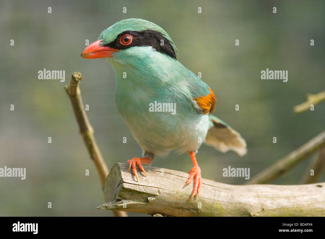 Short-tailed Green Magpie (Cissa thalassina). Colourful, energetic member of crow or corvid family. Stock Photo