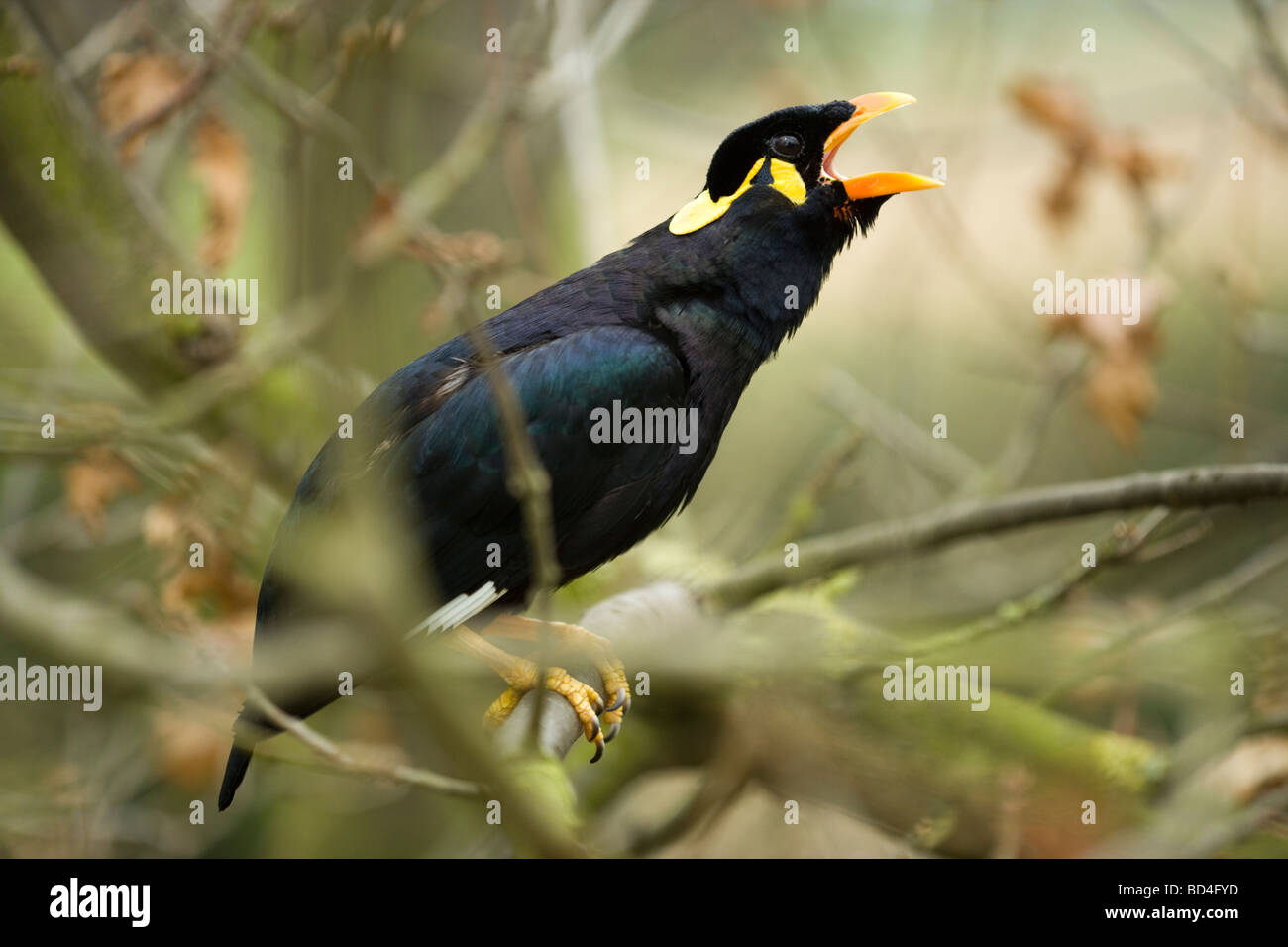 Hill Mynah Bird (Gracula religosa). Vocal, imitator, mimic human voice. Stock Photo