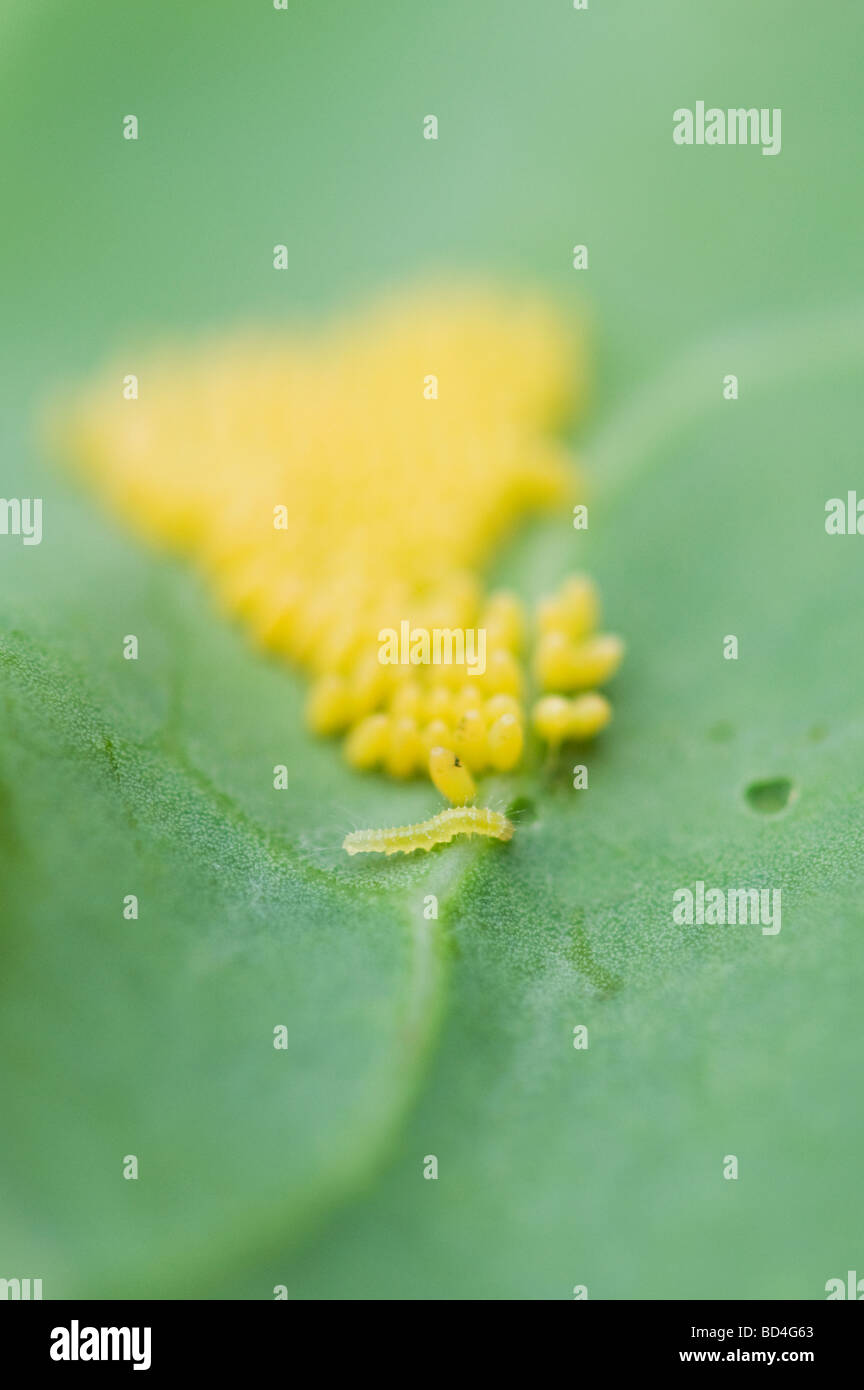 Cabbage white butterfly caterpillar and eggs on a cabbage leaf Stock Photo