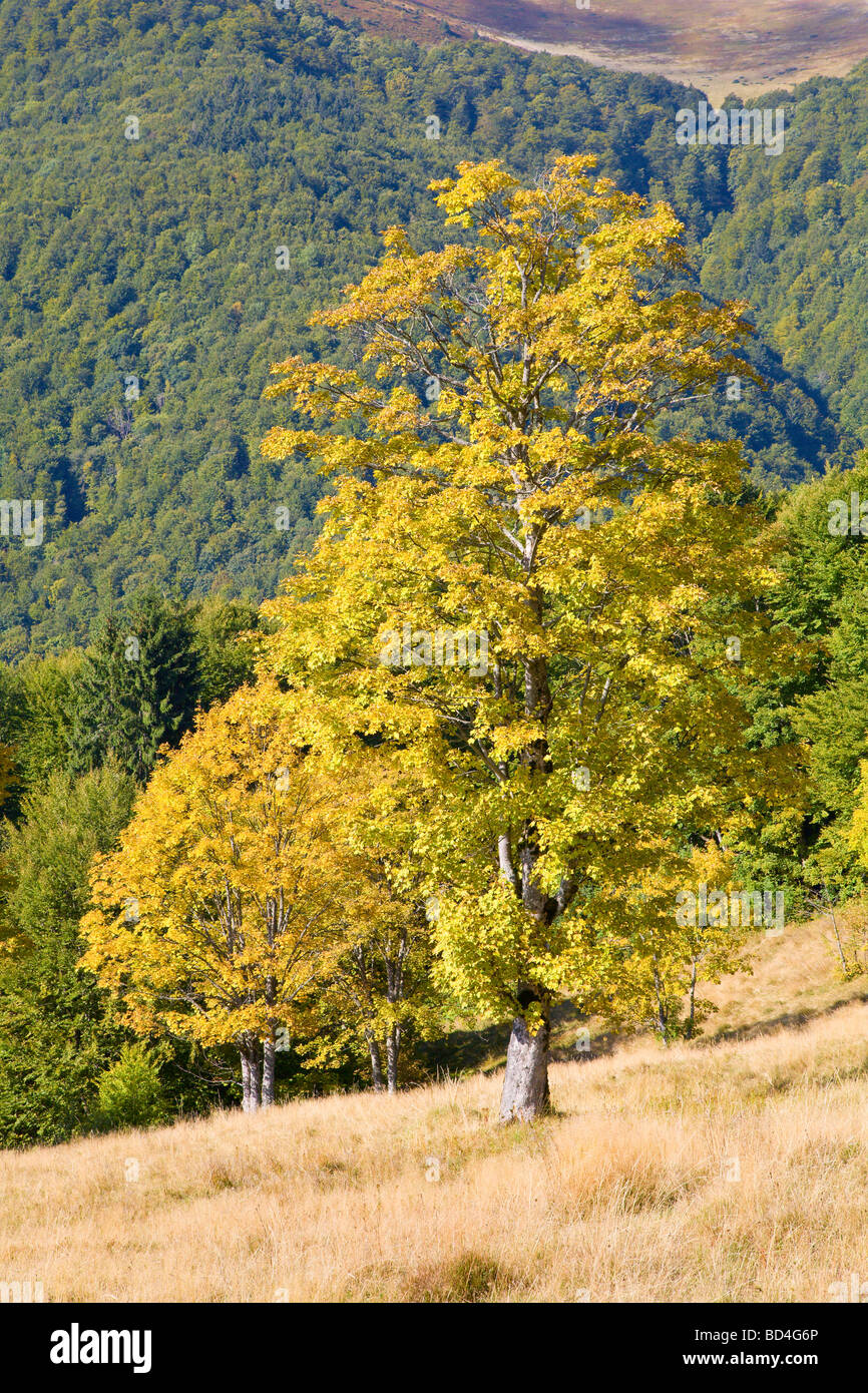 Big tree on autumn mountain (Carpathian Mountains, Ukraine)  background Stock Photo