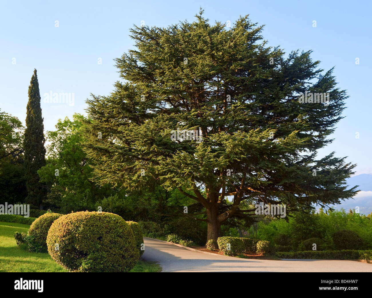 spheric bush on lawn and sequoia tree in spring park Stock Photo