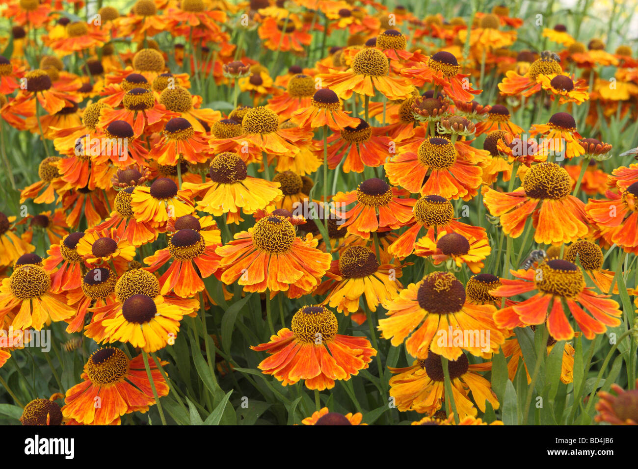 Sneezweed orange yellow flowers blooming Helenium 'Waltraut' Stock Photo