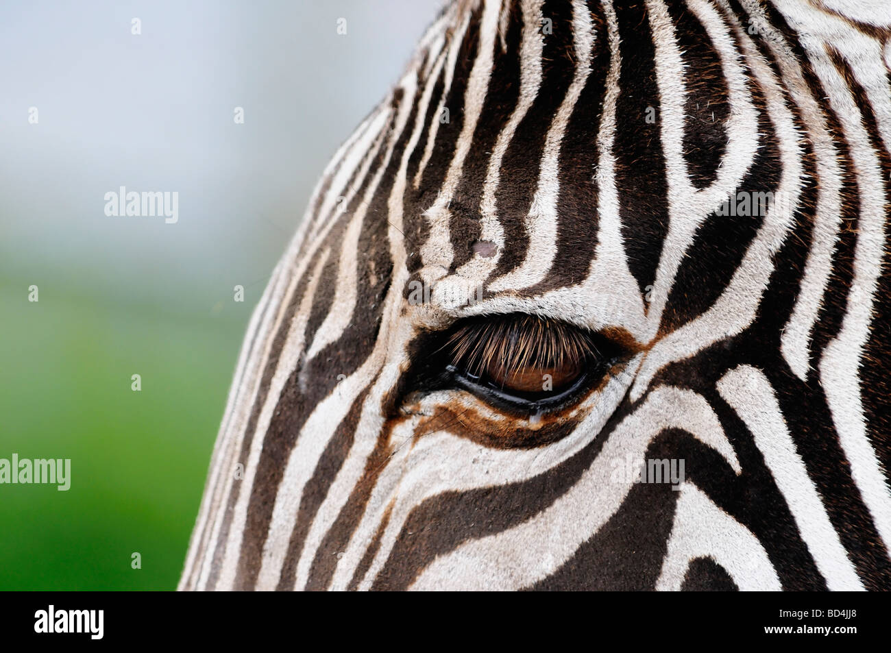 Zebra eye lashes hires stock photography and images Alamy