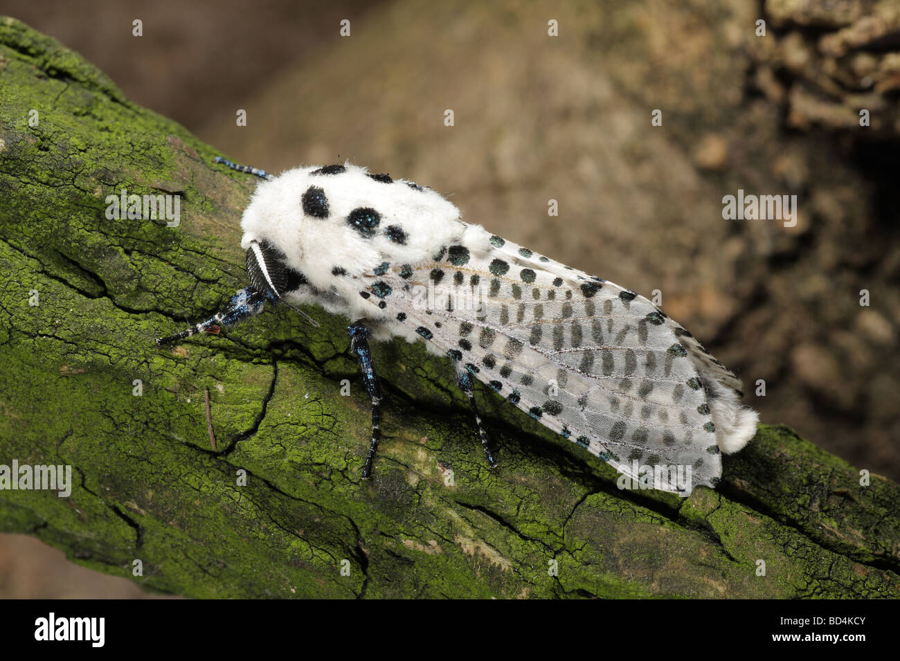 Leopard Moth - Zeuzera pyrina Stock Photo