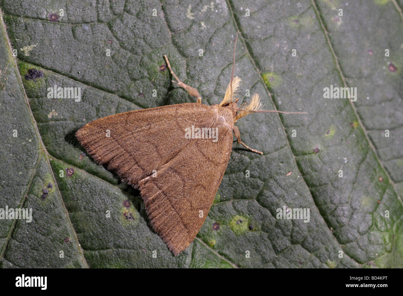 The Fan Foot - Herminia tarsipennalis Stock Photo