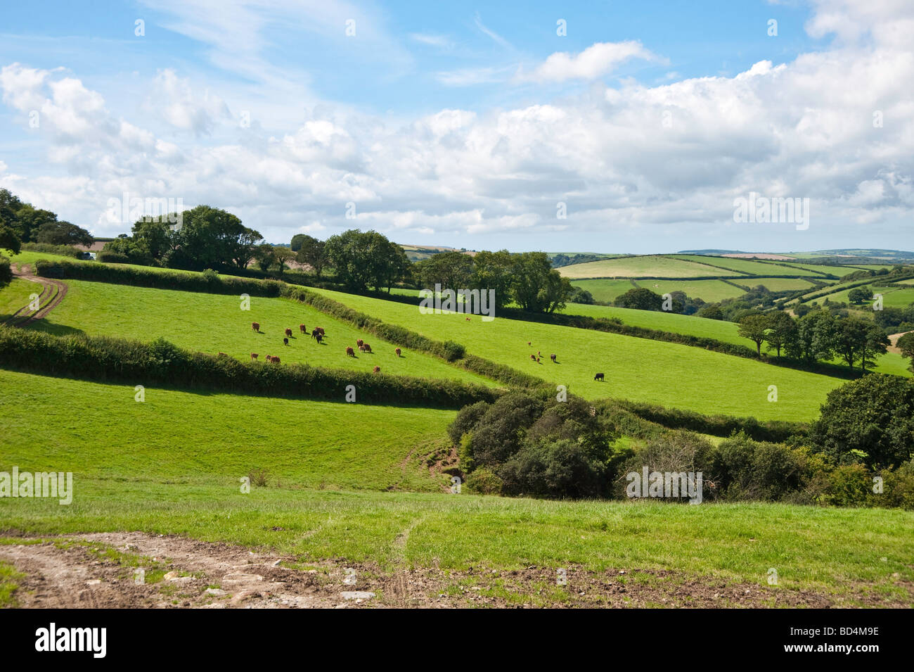View across farmland, near St Veep, Cornwall Stock Photo