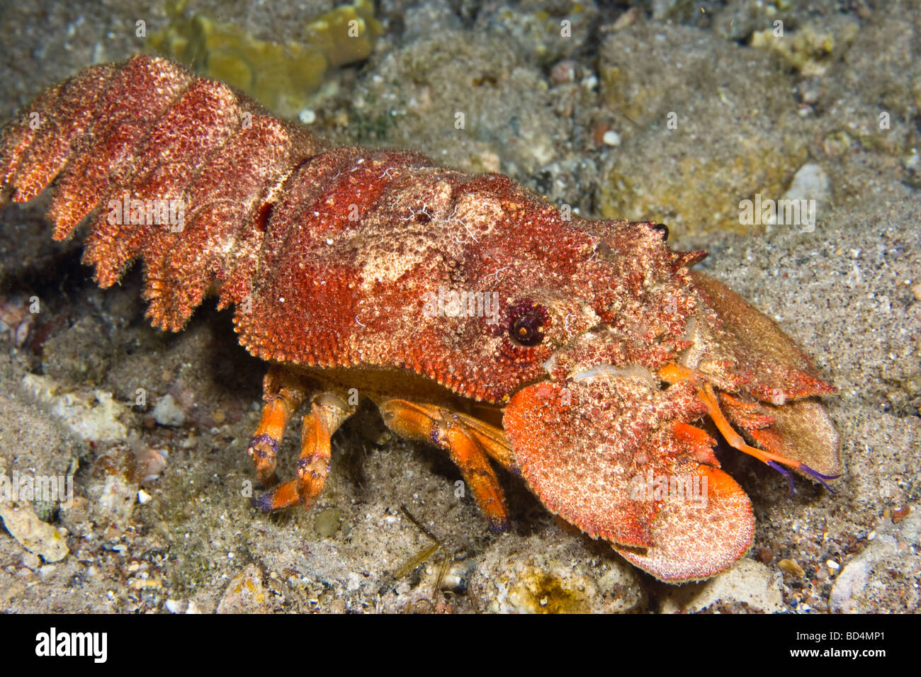 Slipper lobster (Scyllarides latus Stock Photo Alamy