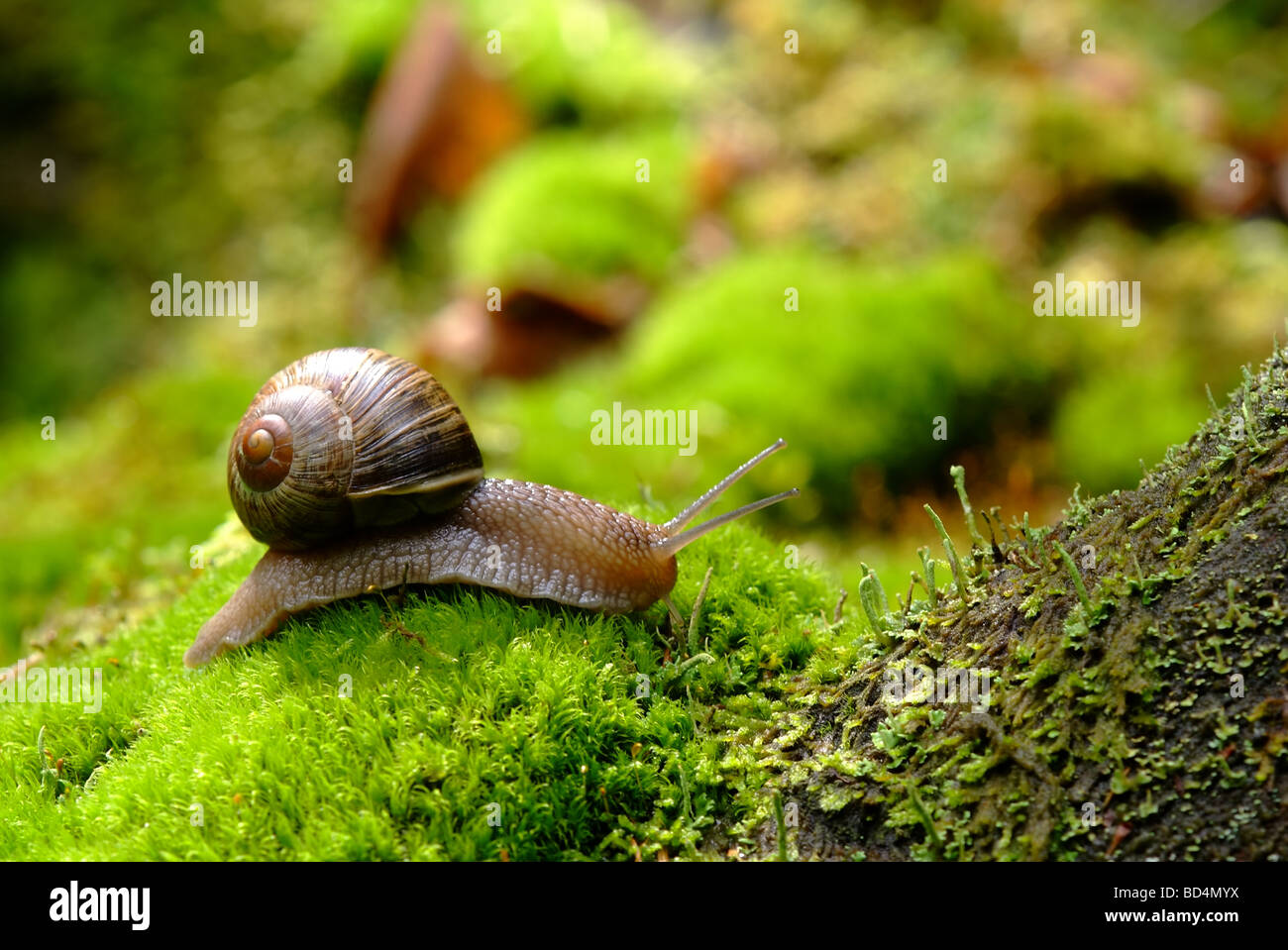 (Helix pomatia) edible snail macro Stock Photo