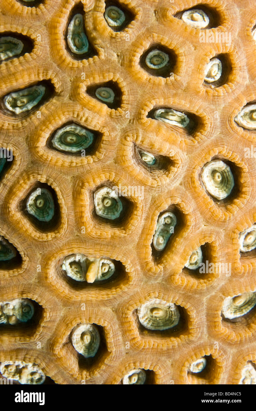 Coral polyp texture (Favia veroni) Stock Photo