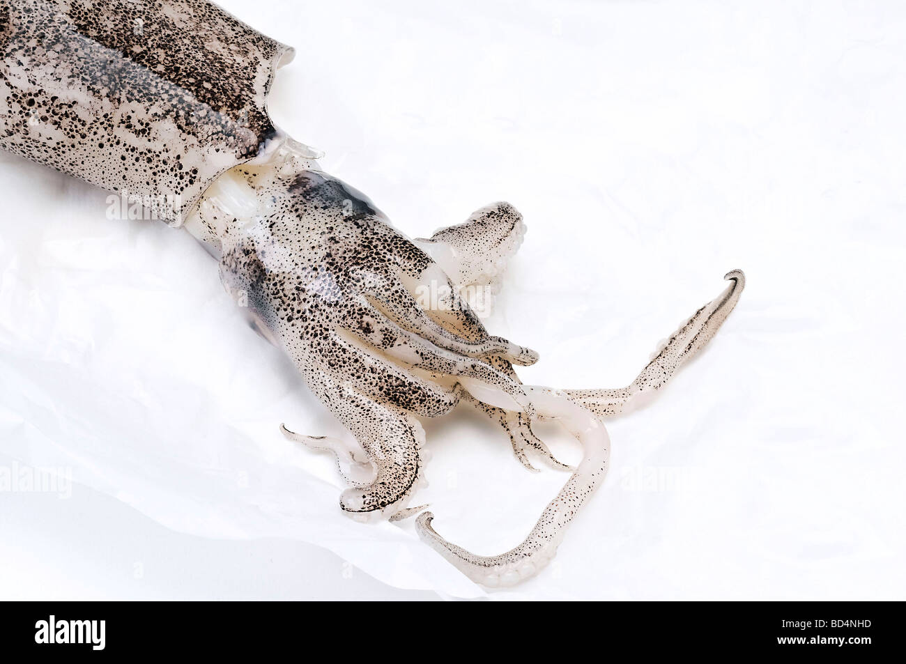 died fish (squid) alone on a paper food Stock Photo - Alamy