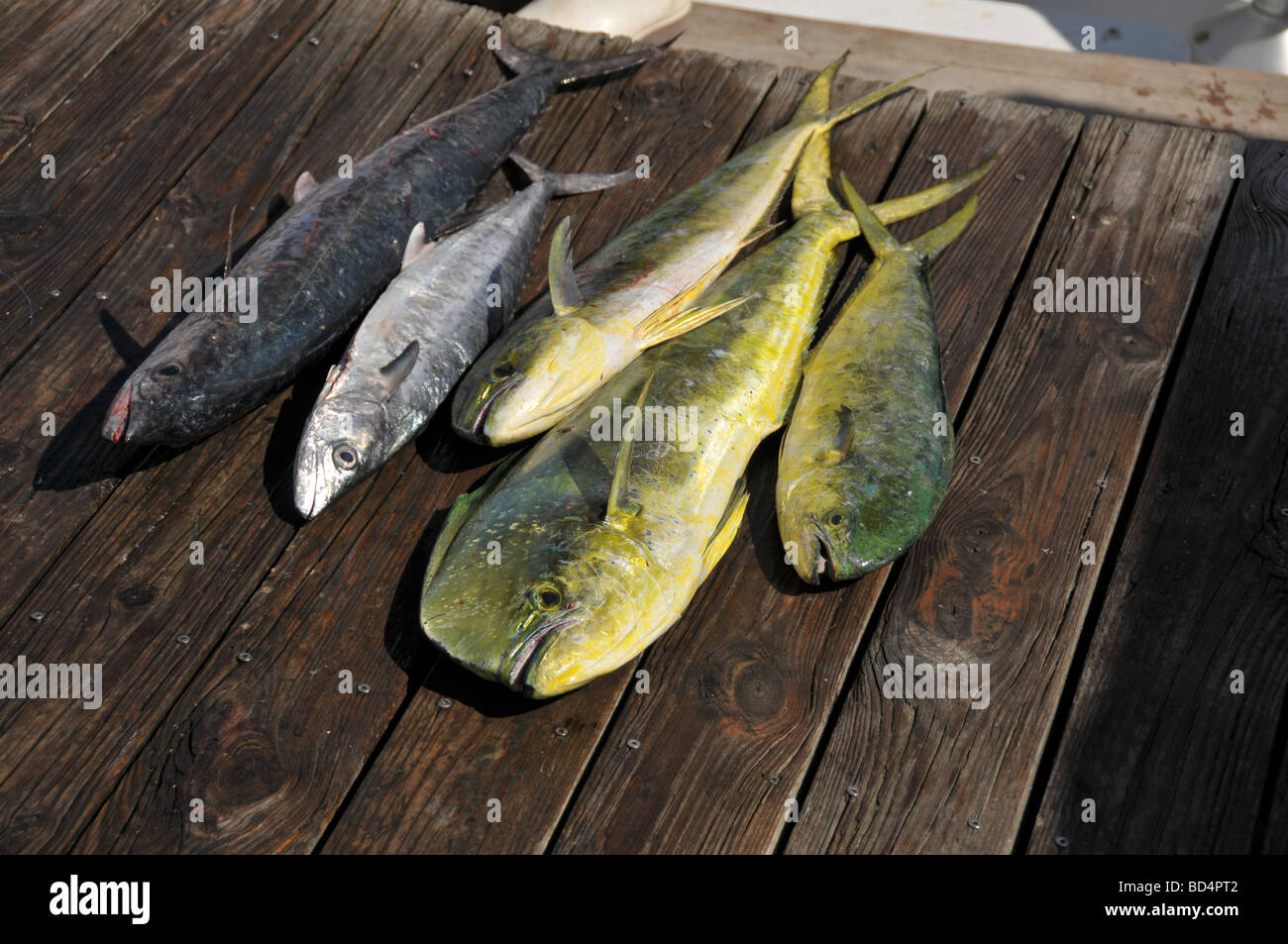 Freshly caught MahiMahi or Dolphin fish Stock Photo Alamy