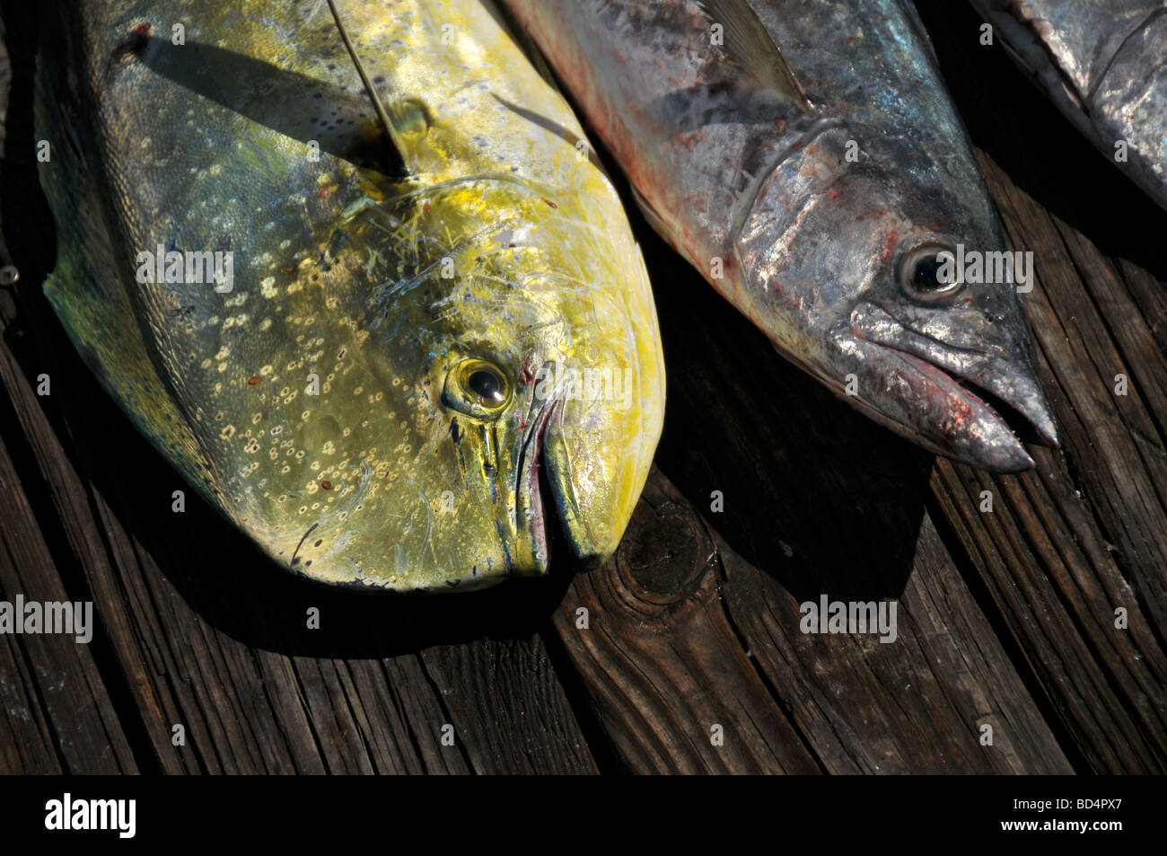 Freshly caught MahiMahi or Dolphin fish Stock Photo Alamy