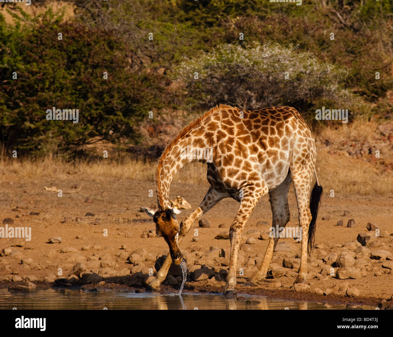 giraffe drinking Stock Photo