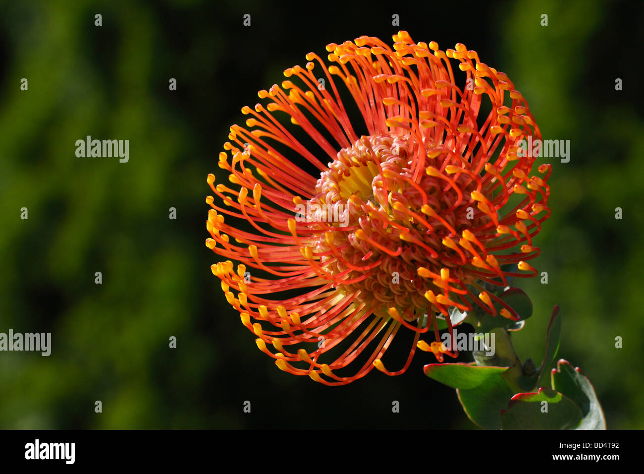 Single orange flower Leucospermum cordifolium Pincushion Protea pistils