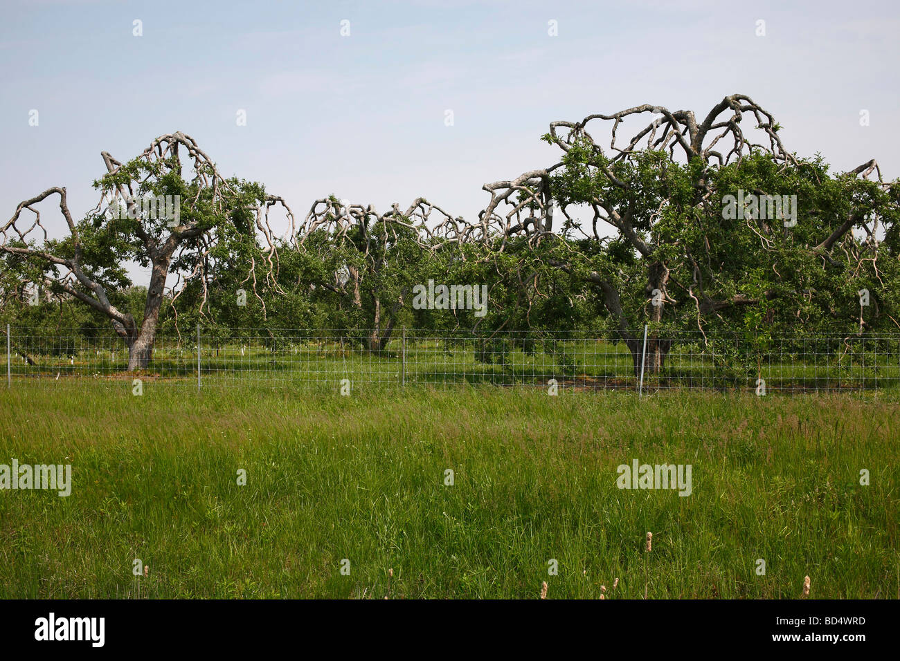 The garden orchard with fruit apple trees  nobody horizontal in Ohio USA US hi-res Stock Photo