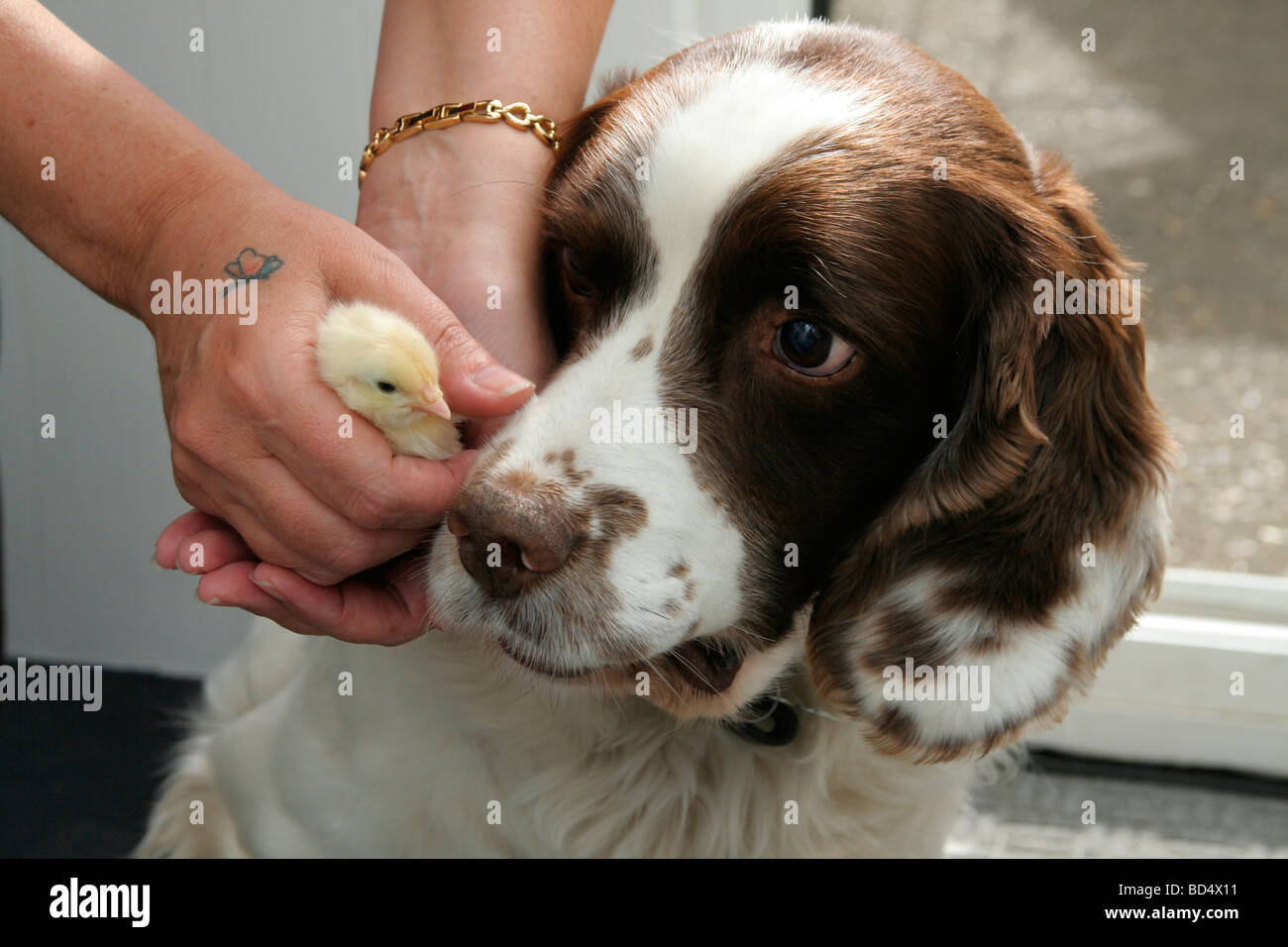 English Springer Spaniel, brown and liver, brown and white, canine, Gun  Dog, energetic, active, hard worker, field working, alert eager, handsome,  pet Stock Photo - Alamy