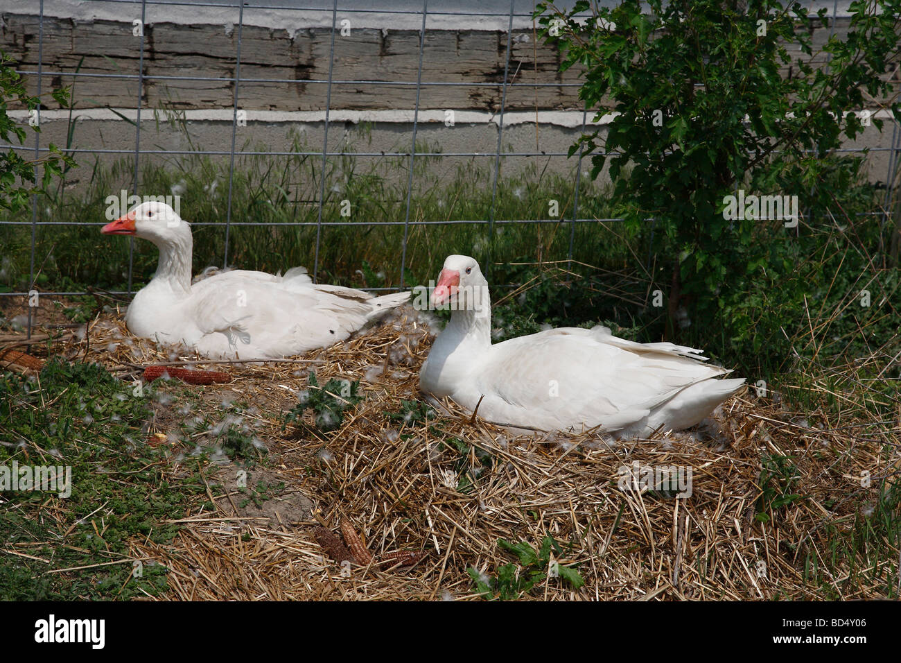 American farming domestic white geese poultry countryside rural rustic in USA from above overhead Stock Photo