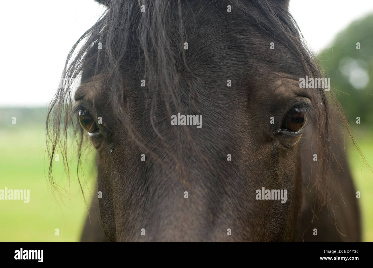 Close up of horse, Sweden Stock Photo