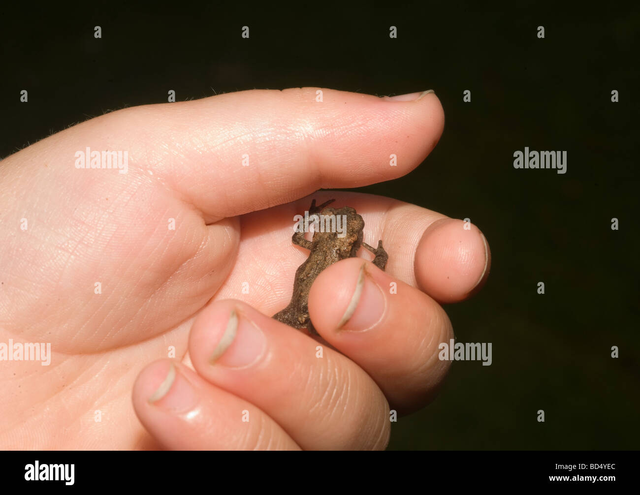 A small frog in a young childes hand Stock Photo