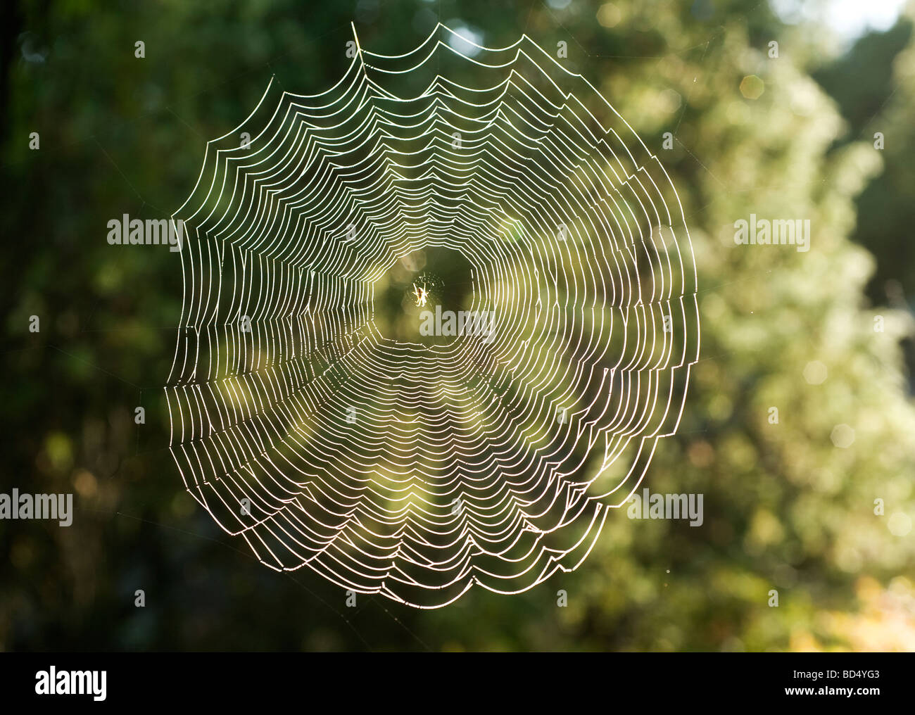 Spider web, Sweden Stock Photo