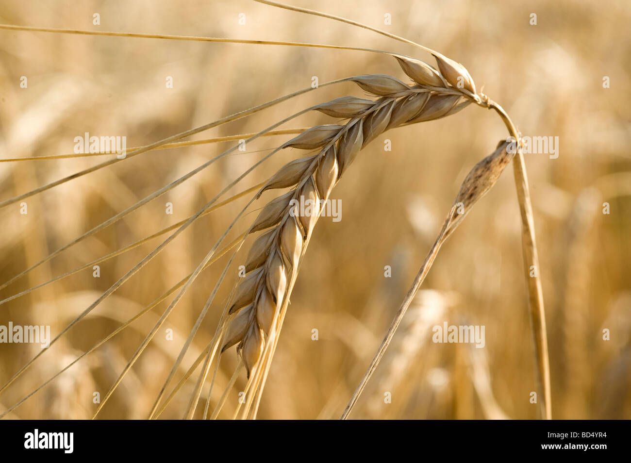 Rye (Secale cereale) common food world wide, Sweden Stock Photo