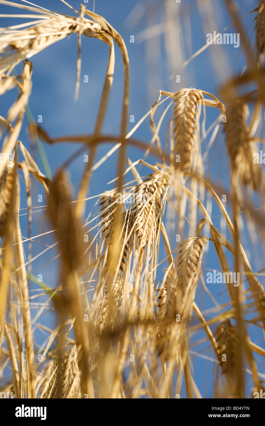 Rye (Secale cereale) common food world wide, Sweden Stock Photo