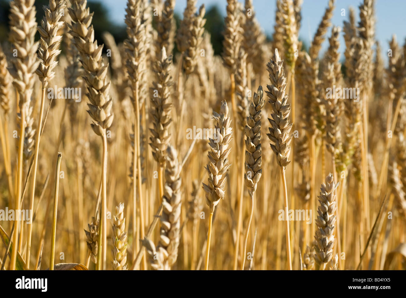 Wheat (Triticum aestivum) common food around the globe, Sweden Stock Photo
