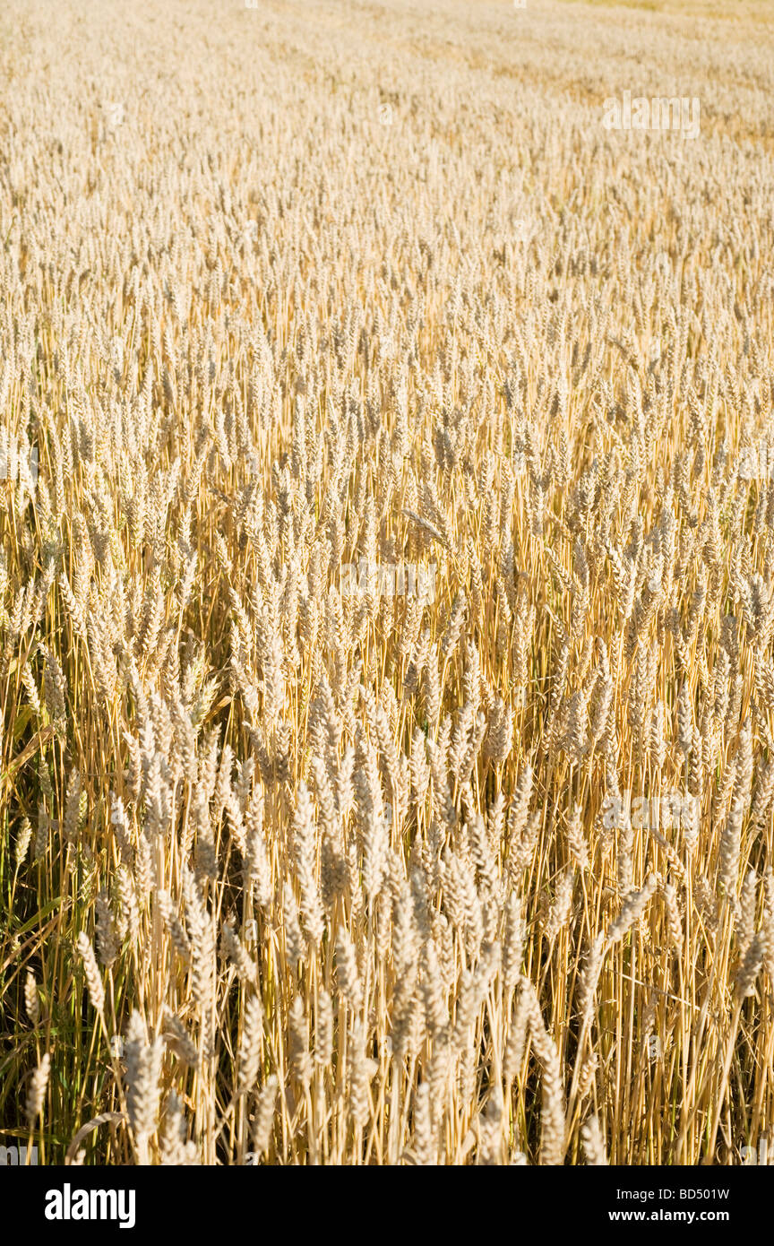 Wheat (Triticum aestivum) common food around the globe, Sweden Stock Photo