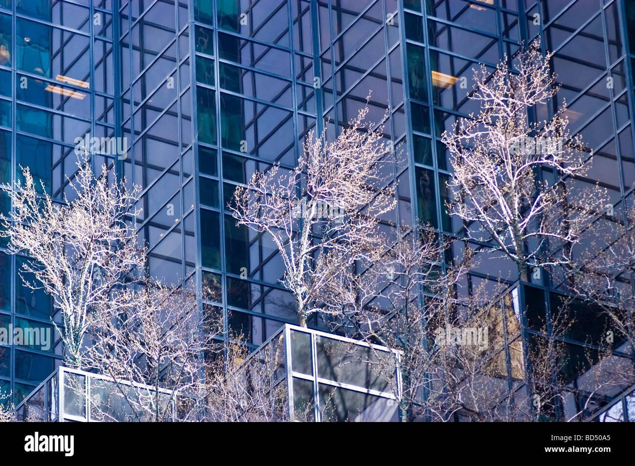 Trees on glass steel Trump Tower building, Manhattan, New York City, USA Stock Photo