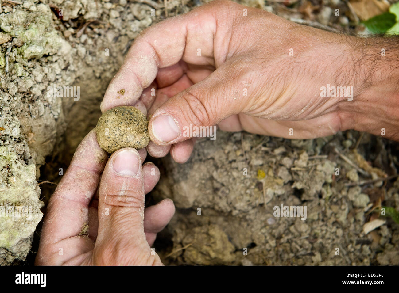 langhe province of cuneo roddi giovanni monchiero University of truffle