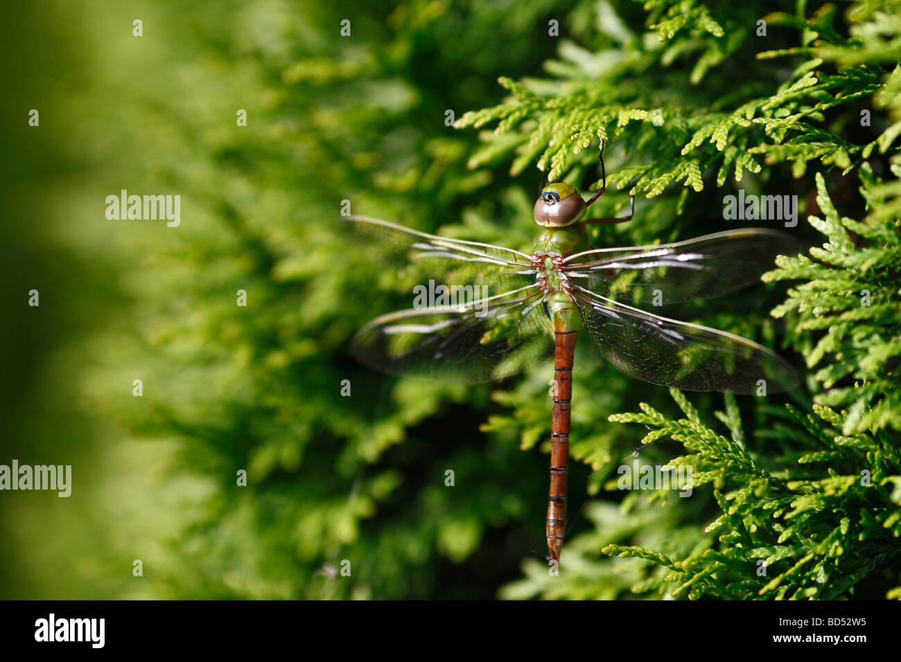 Dragonfly Green Darner insect sitting on thuja tree nobody isolated not people Stock Photo