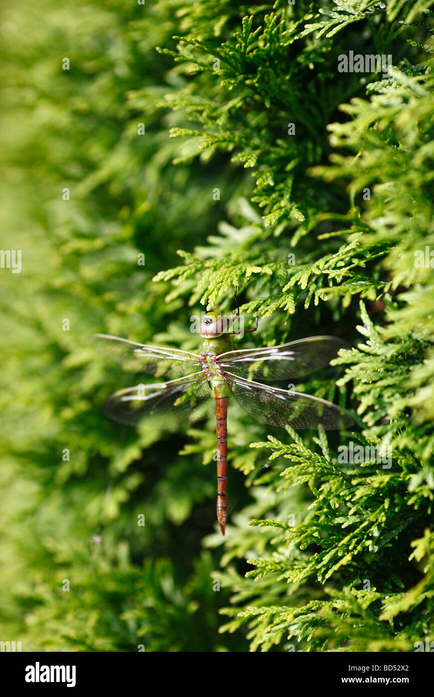 Dragonfly Green Darner insect sitting on thuja tree nobody isolated not people Stock Photo