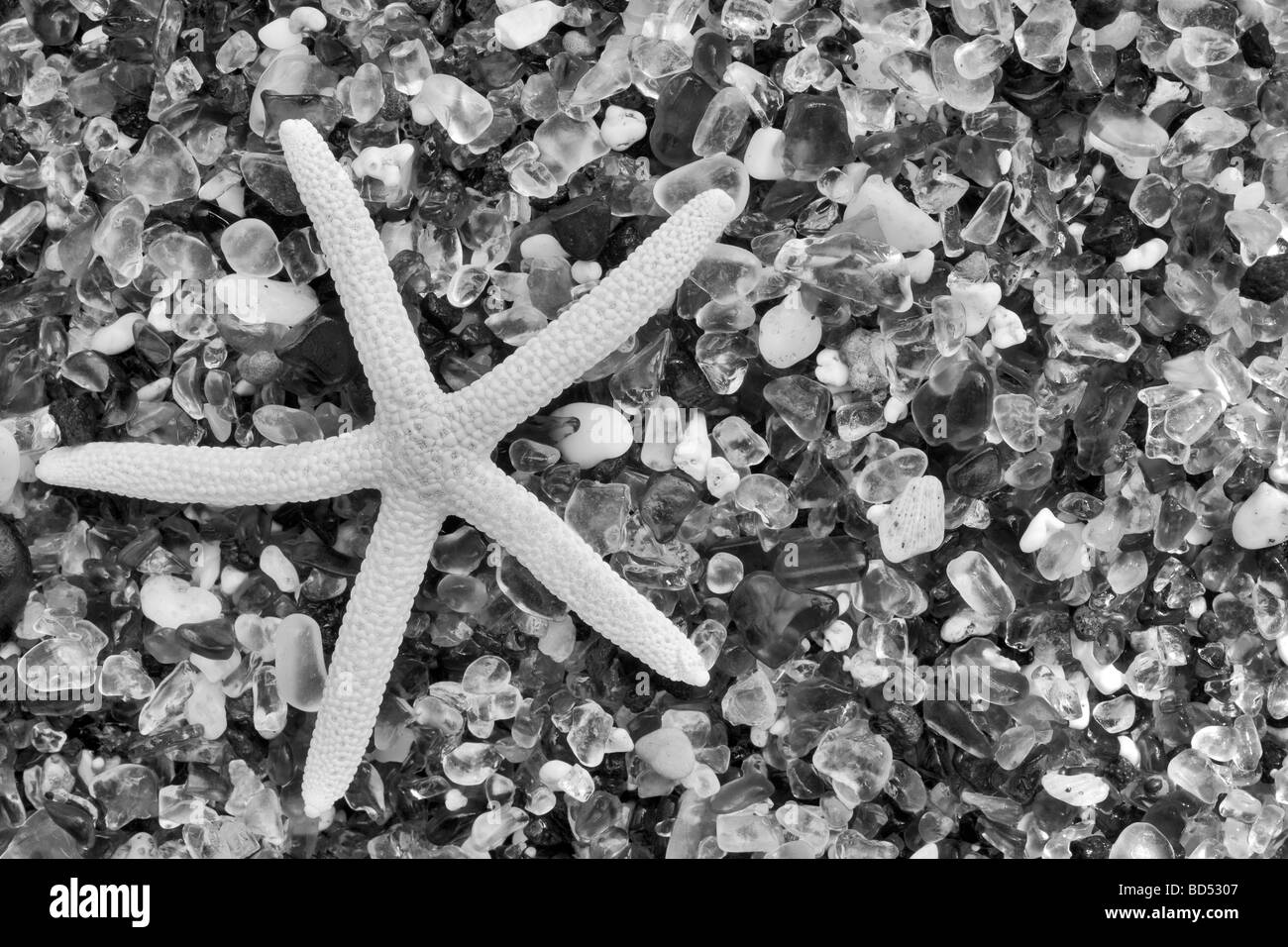 Starfish shell at Glass Beach Kauai Hawaii Stock Photo