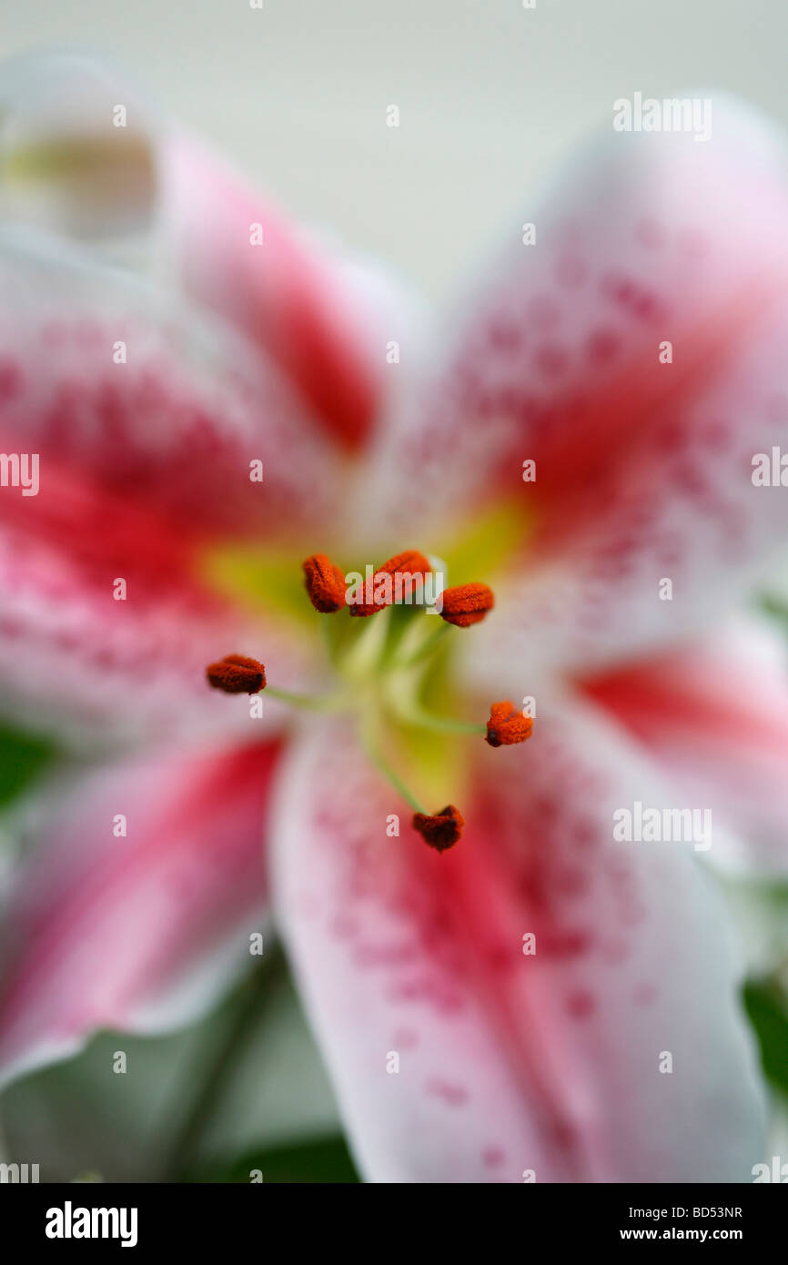 Japanese lily Lilium Lilium speciosum lily pink in bloom stamens with pollen petals floral close up front view nobody wallpapers wallpaper hi-res Stock Photo