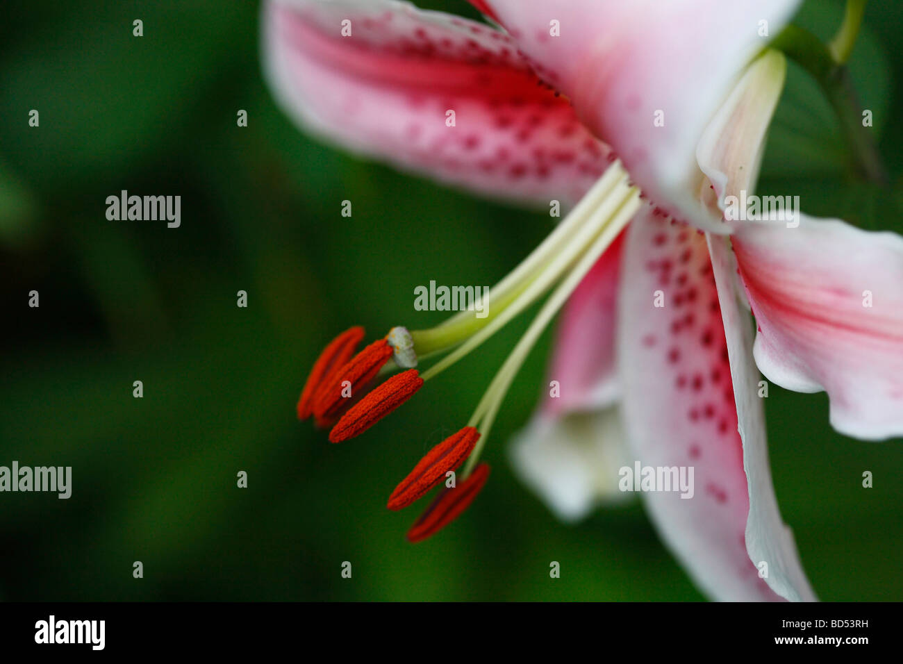 Japanese lily Lilium Lilium speciosum lily pink flower stamens with pollen petals floral close up side view nobody wallpapers wallpaper hi-res Stock Photo