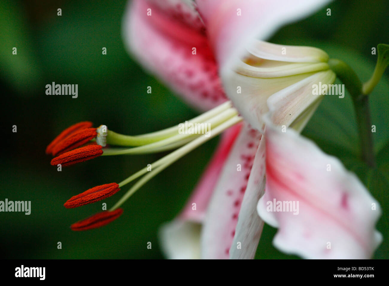 Japanese lily Lilium Lilium speciosum lily pink in bloom stamens with pollen petals floral close up side view nobody wallpapers wallpaper hi-res Stock Photo