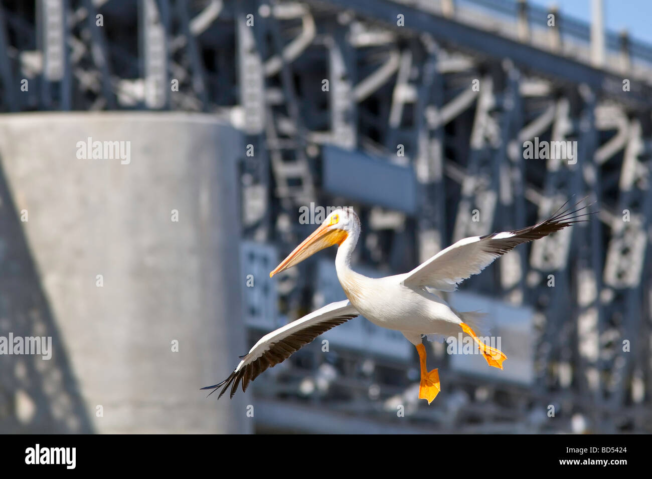American White Pelican about to land on the Red River, St. Andrews Lock and Dam, Lockport, Manitoba, Canada. Stock Photo