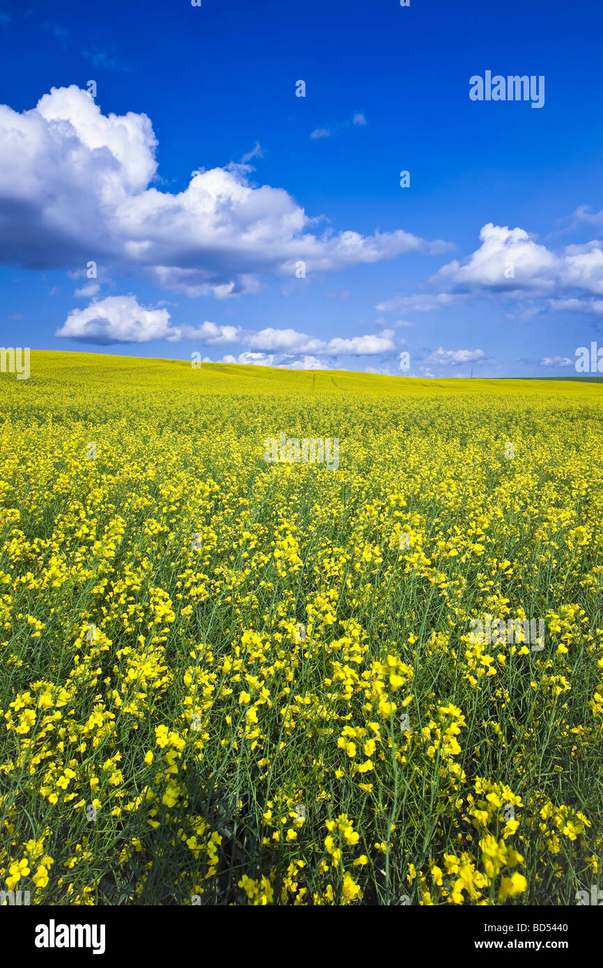 Canola field and cumulus clouds on the Canadian Prairie, Pembina Valley, Manitoba, Canada. Stock Photo