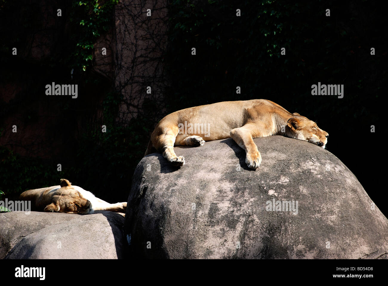 Lazy lions at Lincoln Park Zoo Stock Photo