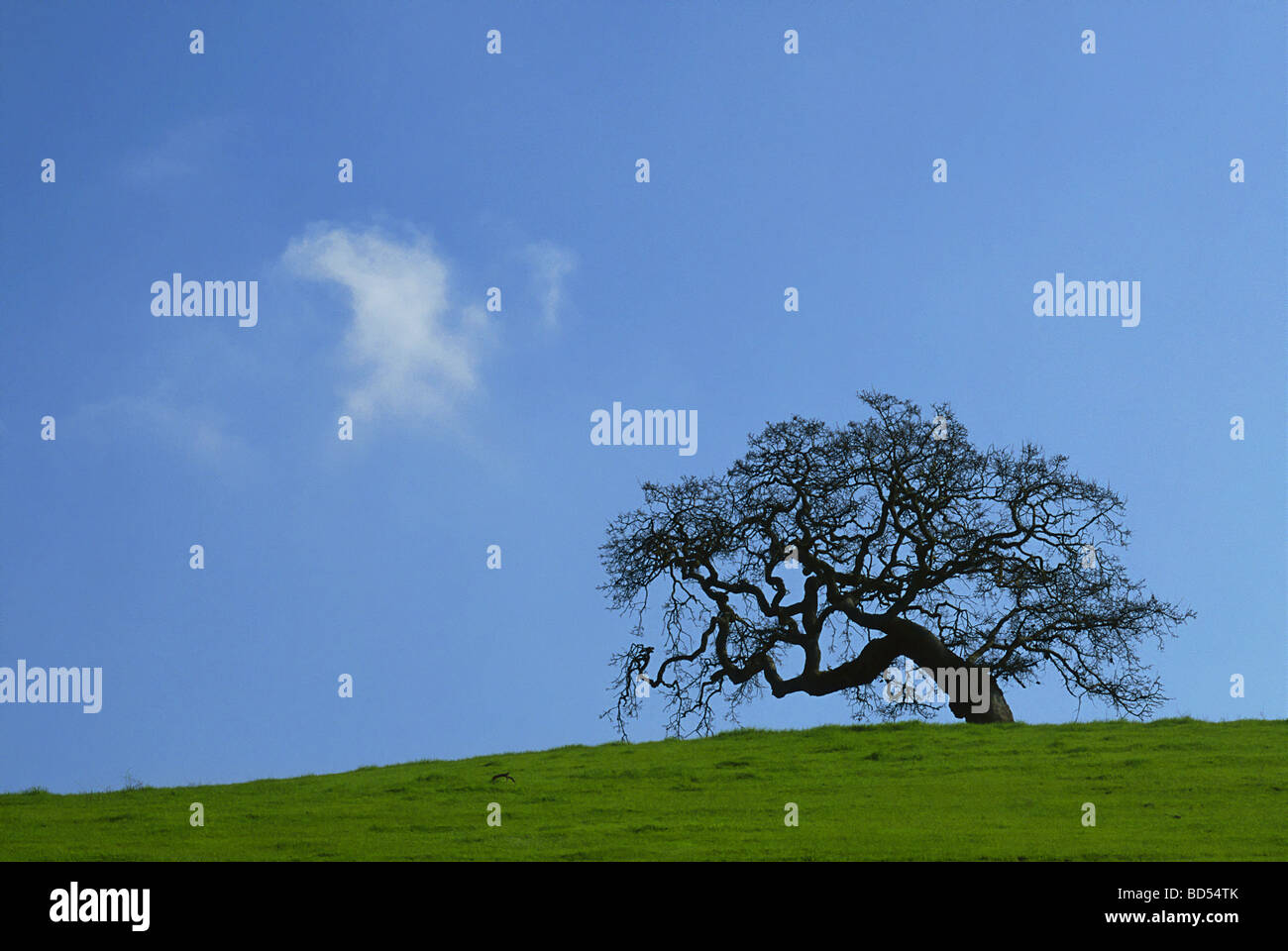 Oak tree on a hillside in Sonoma County, California Stock Photo Alamy