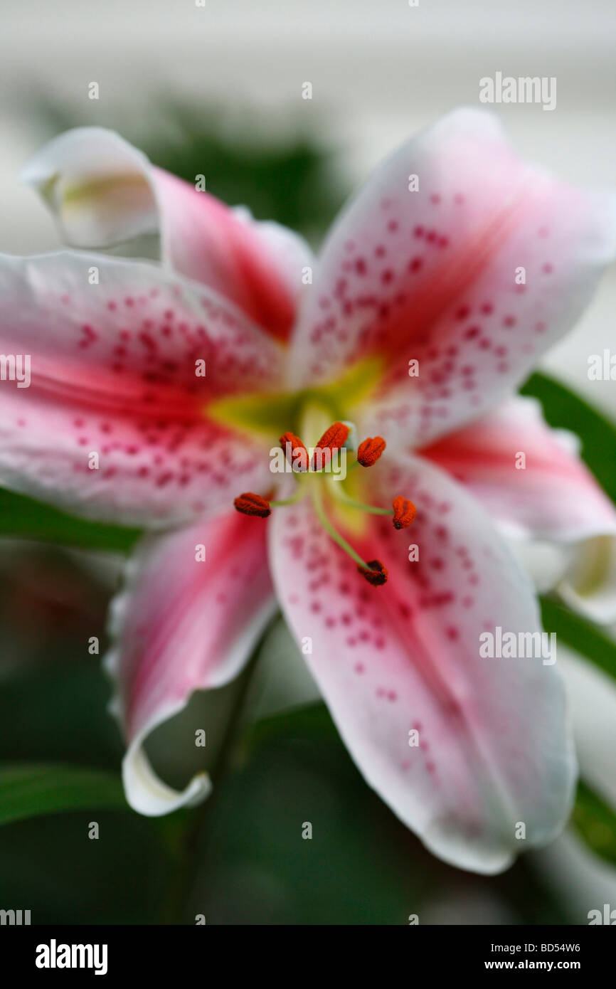 Japanese lily Lilium Lilium speciosum lily pink in bloom stamens with pollen petals floral close up front view nobody wallpapers wallpaper hi-res Stock Photo