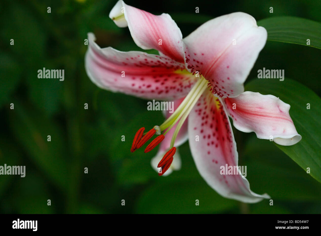 Japanese Lily Lilium Speciosum pink flower stamens with pollen petals floral close up front view nobody blurred blurry background nobody hi-res Stock Photo