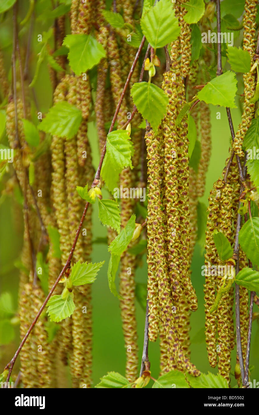 Birkenpollen seed of birch 02 Stock Photo