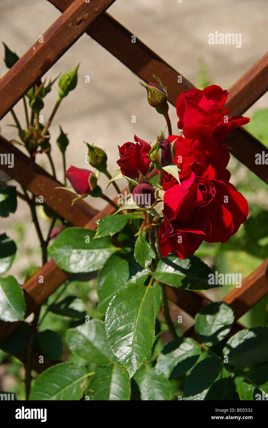 Beautiful climbing rose hi-res stock photography and images - Alamy