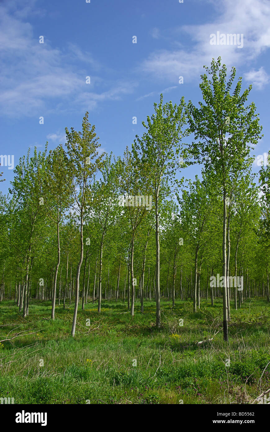 Pappelwald populus forest 01 Stock Photo