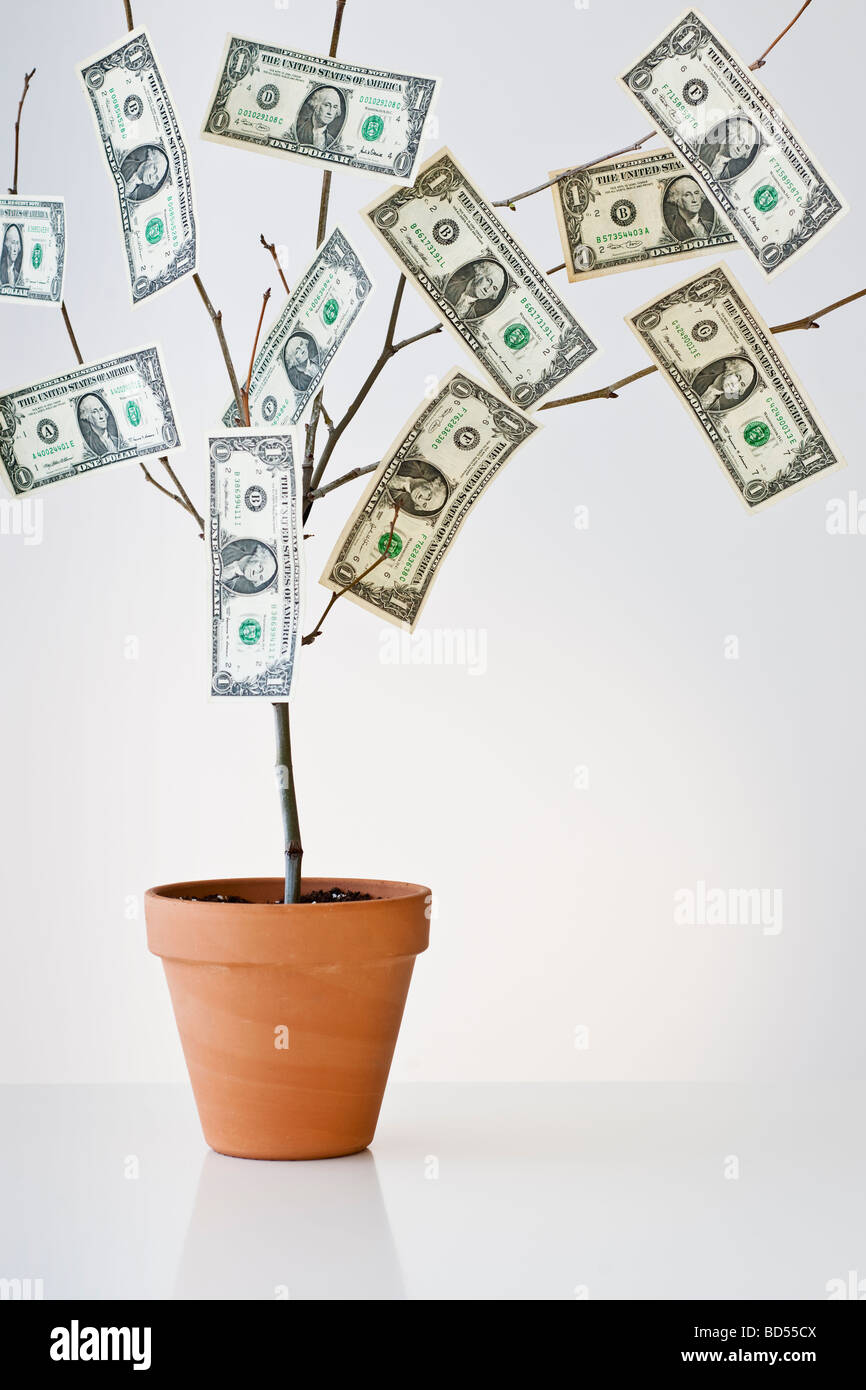 Money tree trees hi-res stock photography and images - Alamy